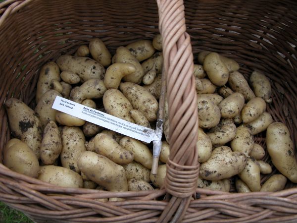 Kartoffeln der Sorte Belle de Fontenay